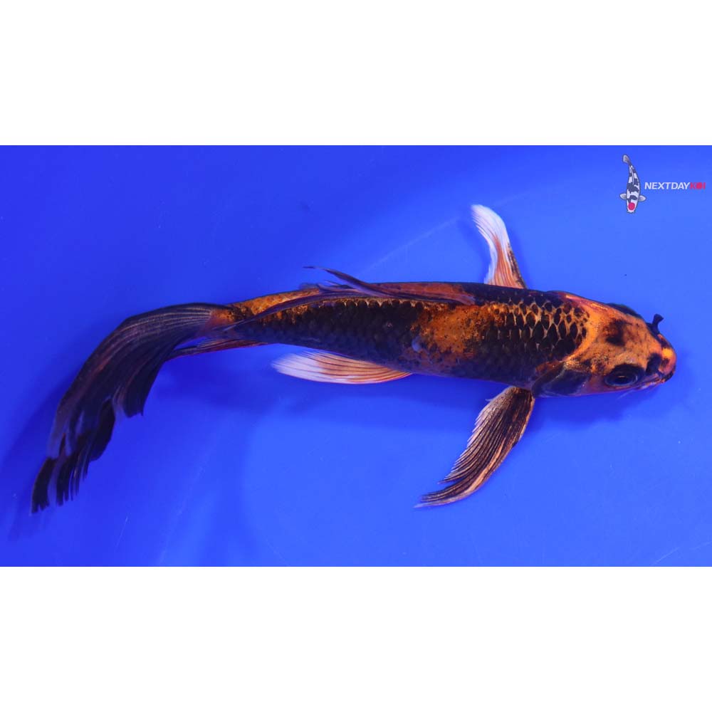 6.5” Imported Kin Hi Utsuri Butterfly Koi