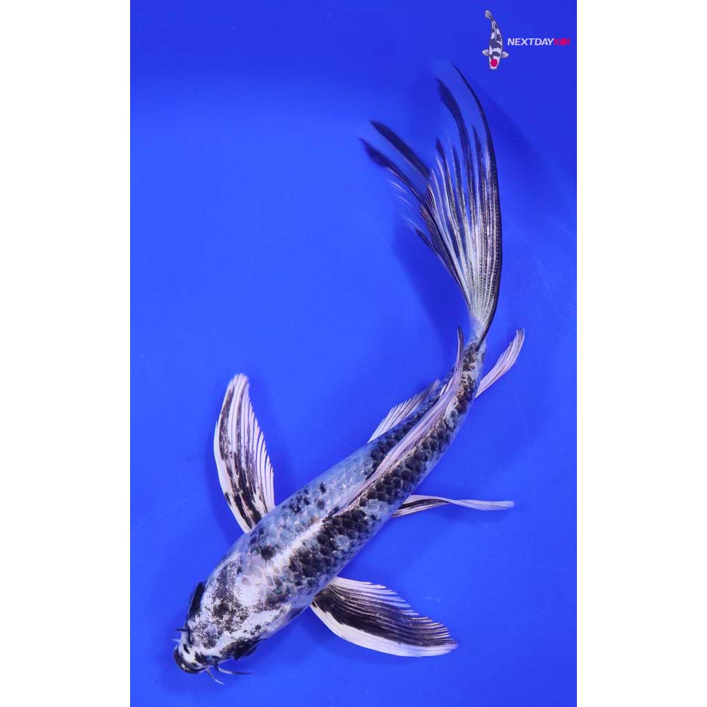 6.5” Imported Gin Shiro Utsuri Butterfly Koi