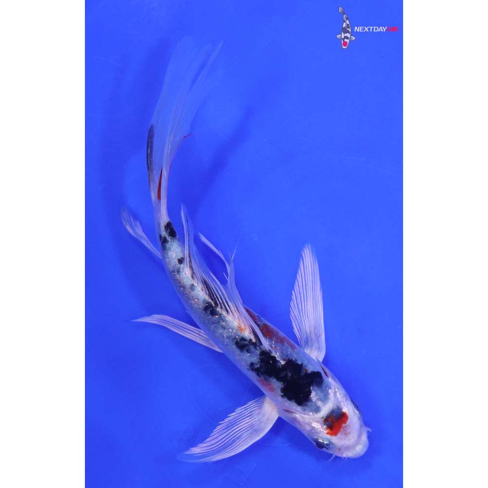 7” Imported Yamato Nishiki Butterfly Koi