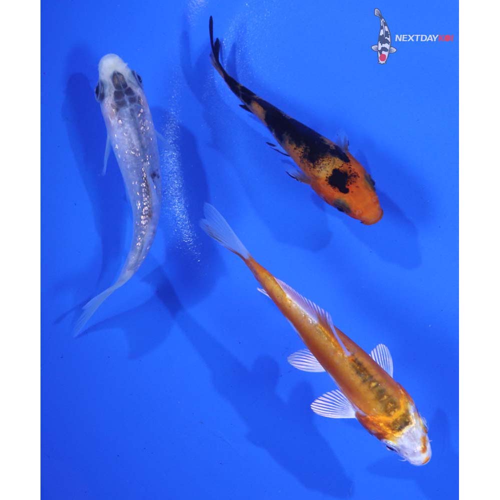 Lot of (3) 3-4” Imported Assorted Koi