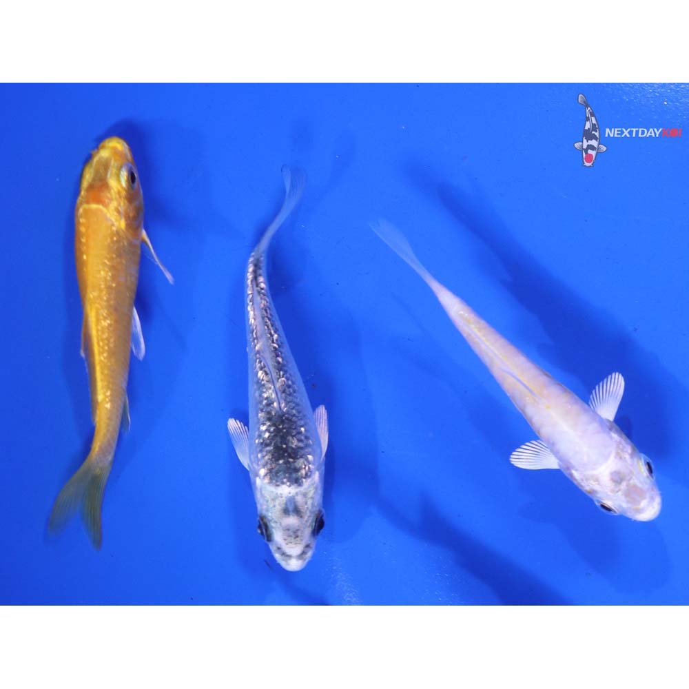 Lot of (3) 3-4” Imported Assorted Koi