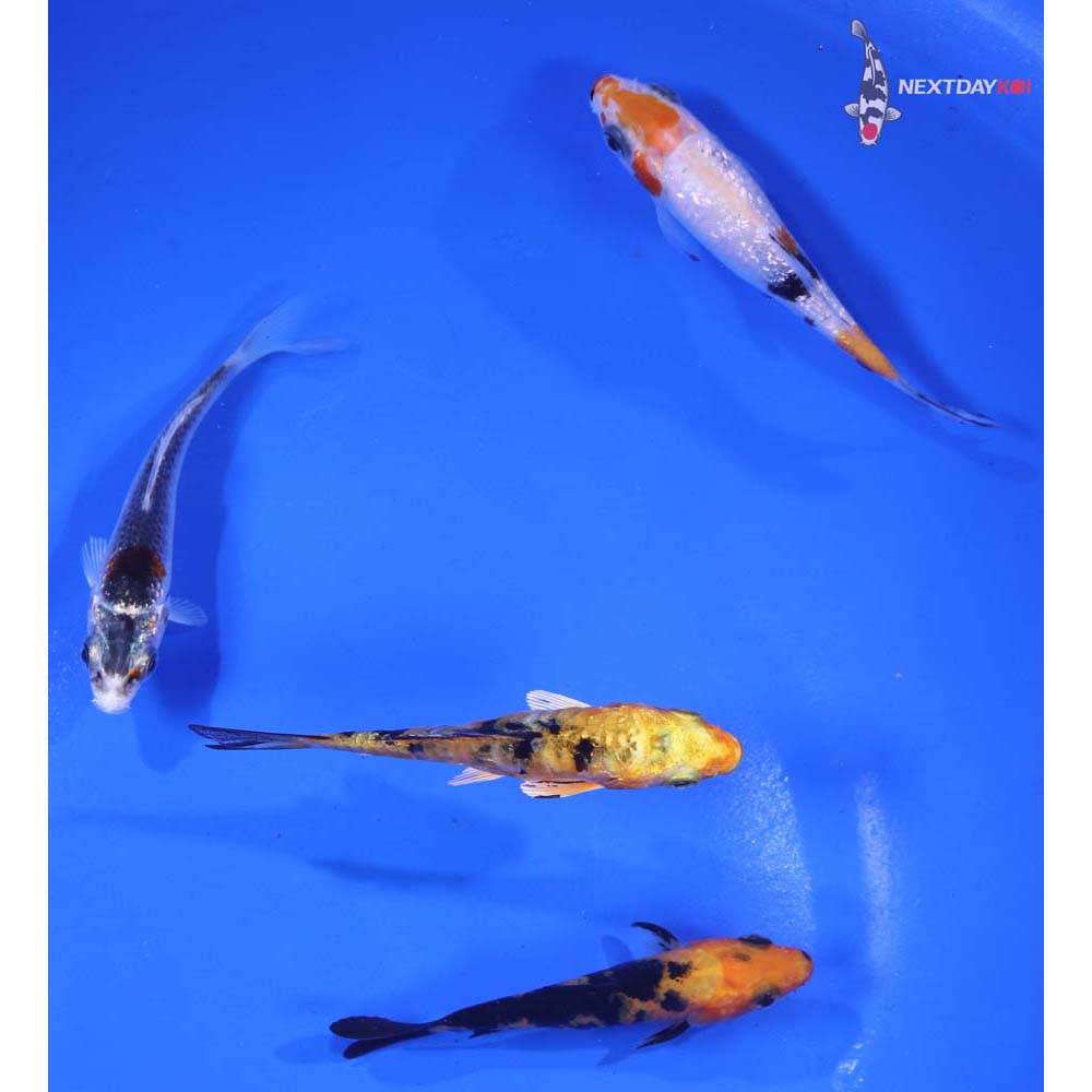 Lot of (4) 3-4” Imported Assorted Koi
