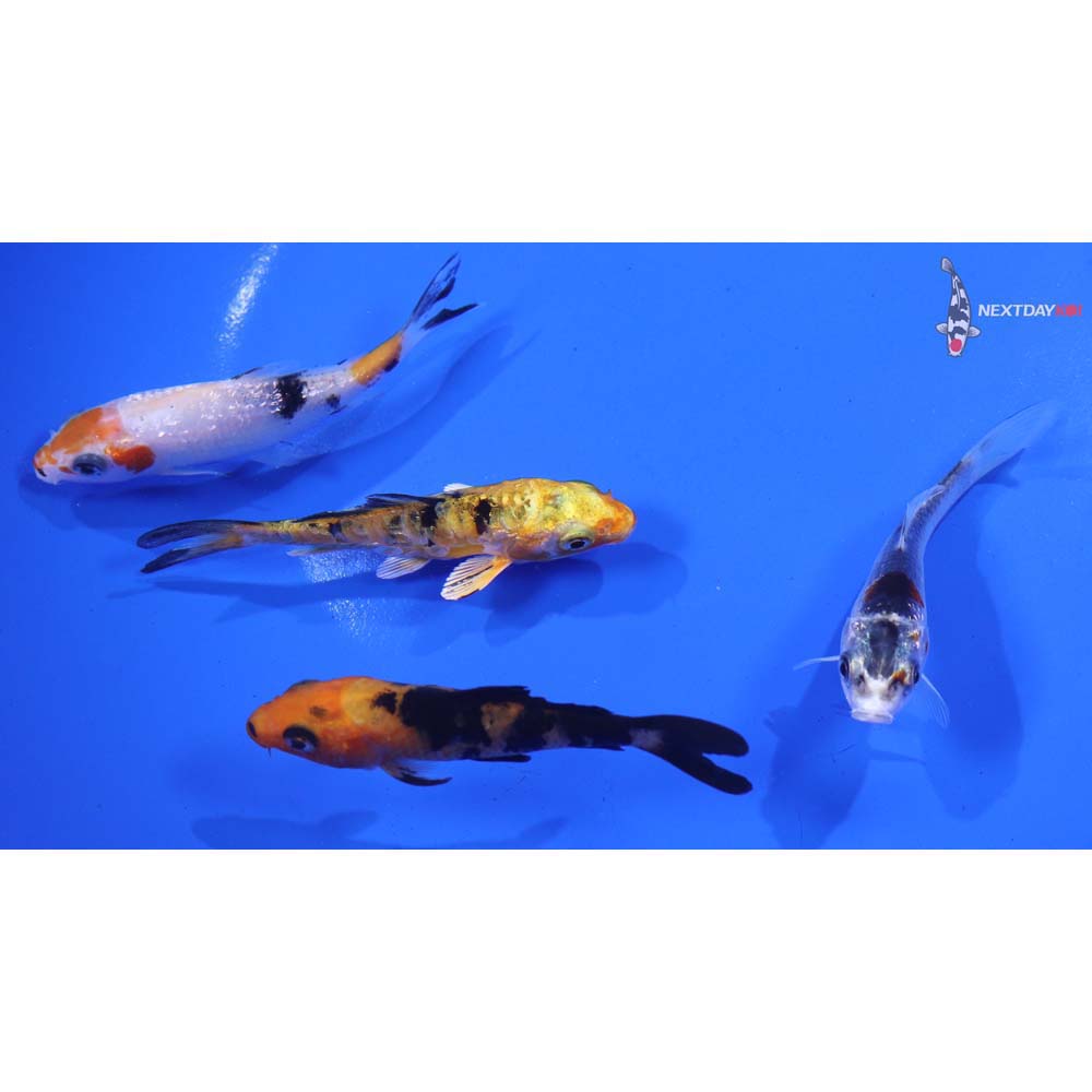 Lot of (4) 3-4” Imported Assorted Koi