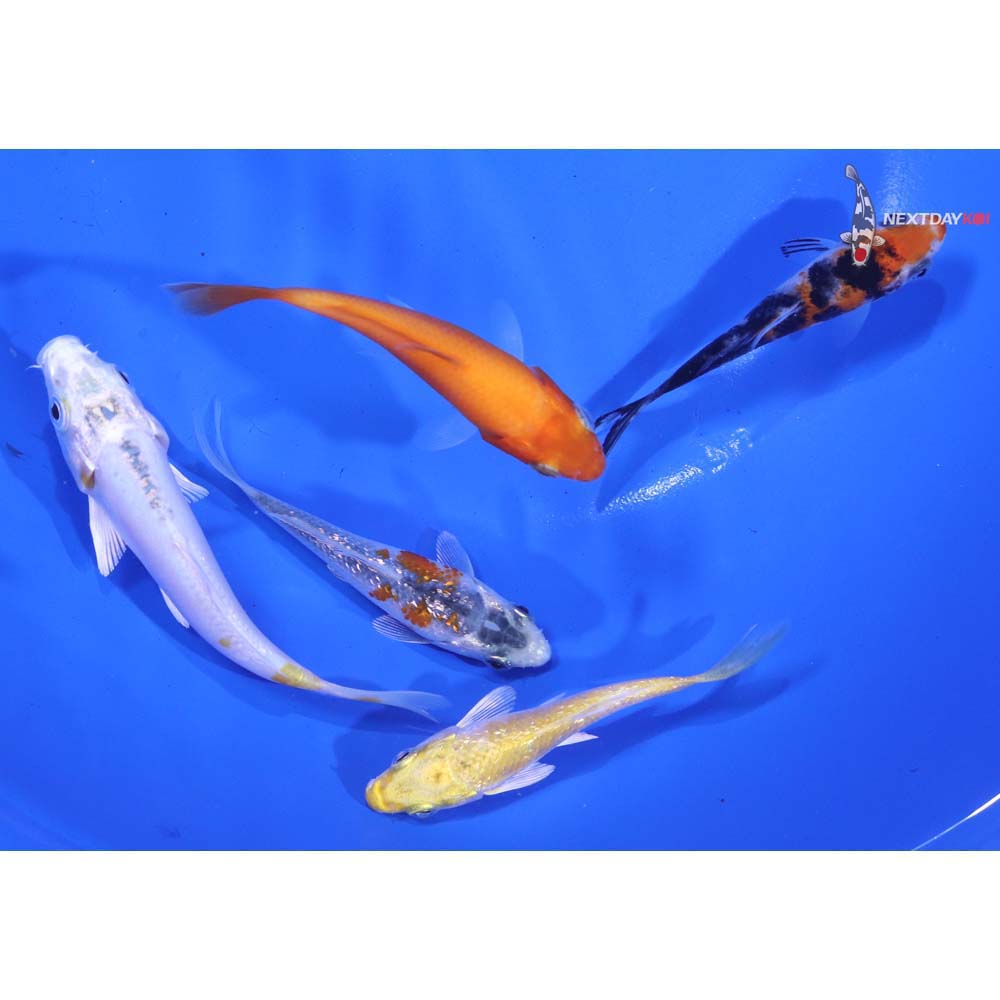 Lot of (5) 3-4” Imported Assorted Koi