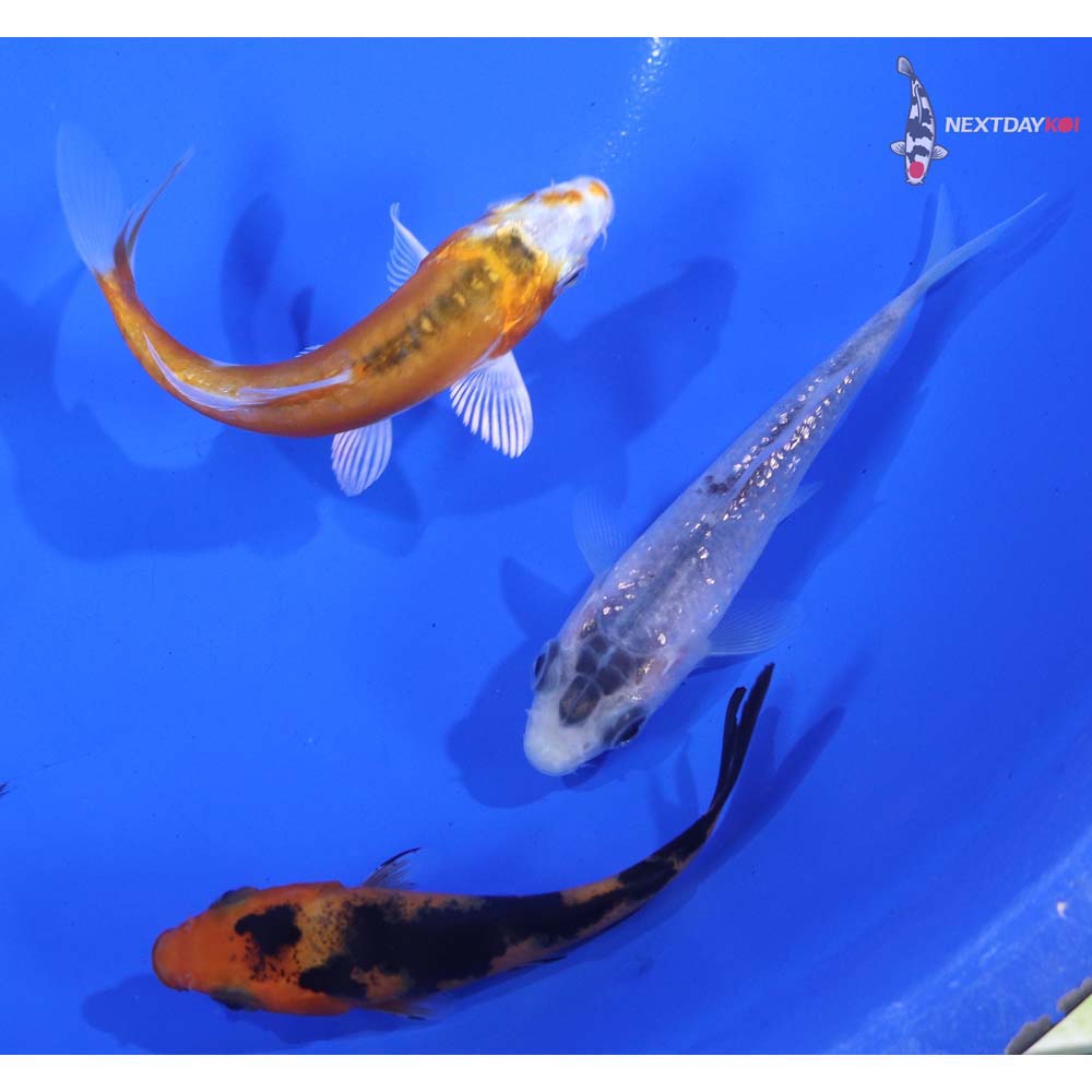 Lot of (3) 3-4” Imported Assorted Koi