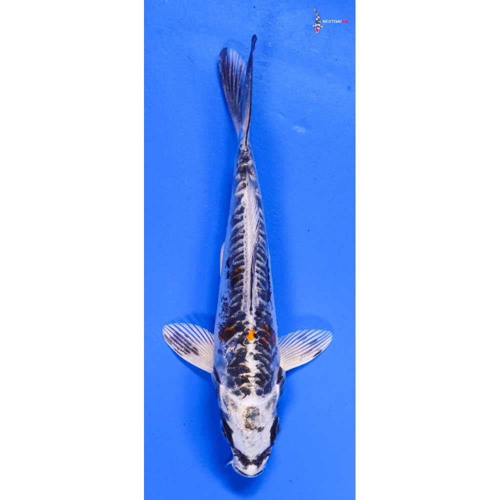 5” Imported Doitsu Kujaku