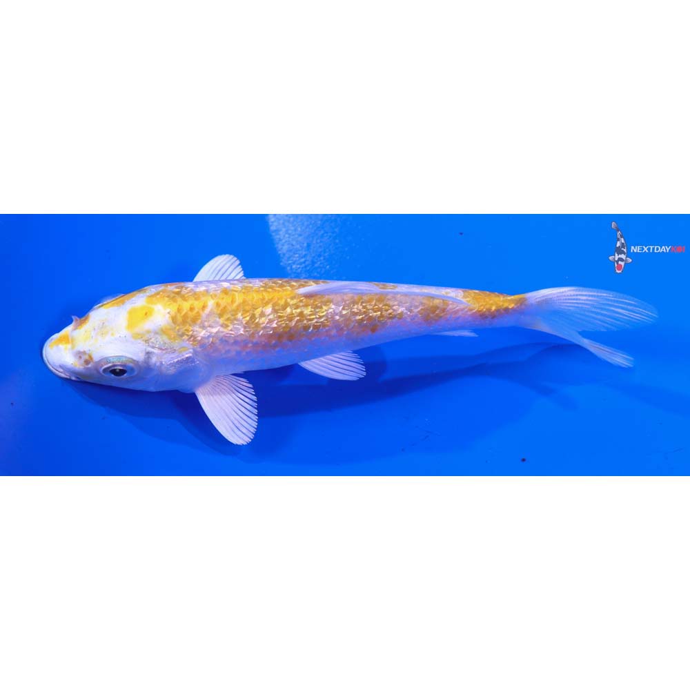 4.5” Imported Gin Rin Lemon Hariwake