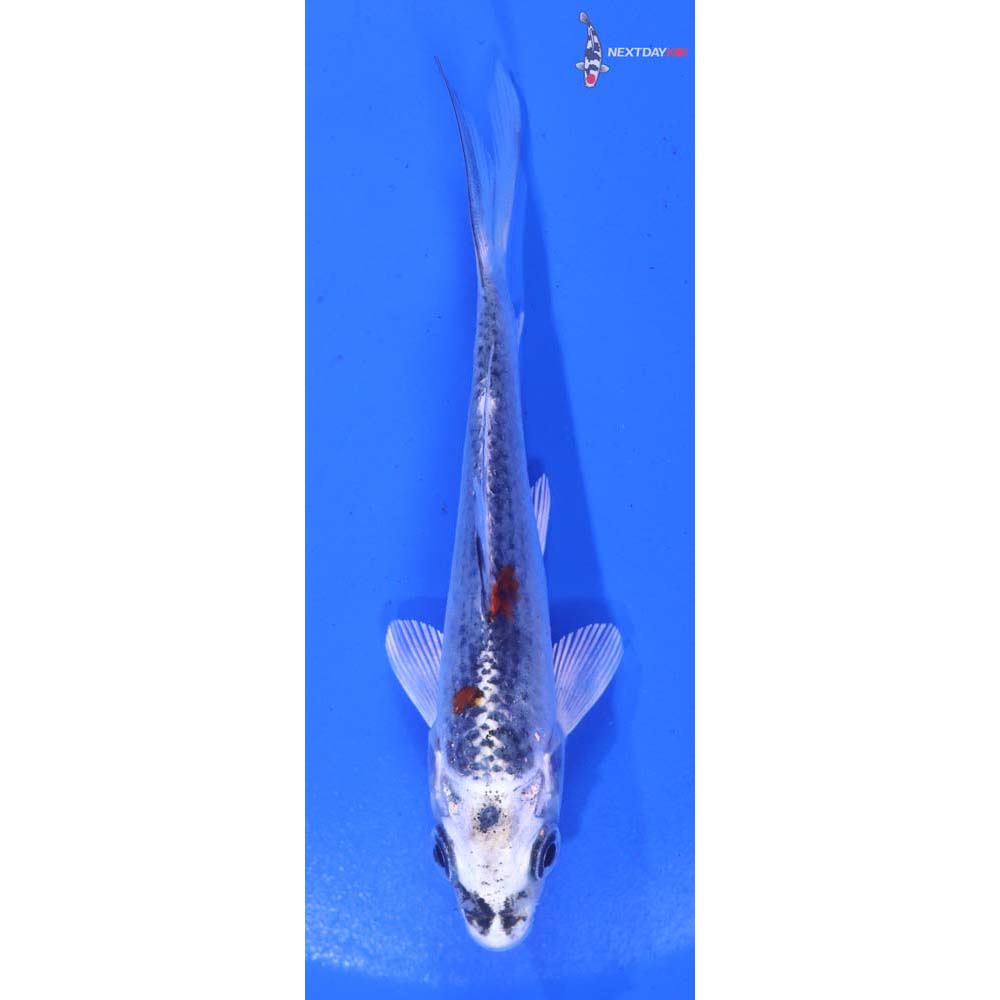 4” Imported Kujaku