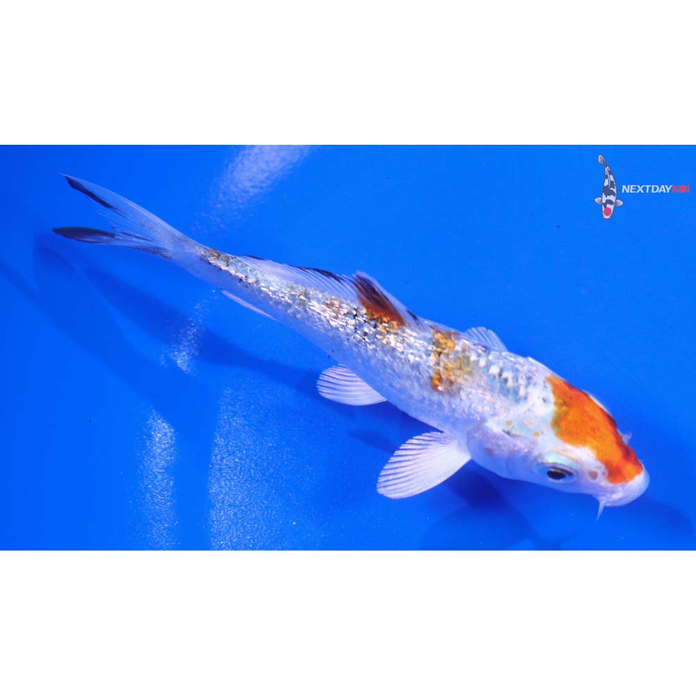 4” Imported Gin Rin Yamato Nishiki