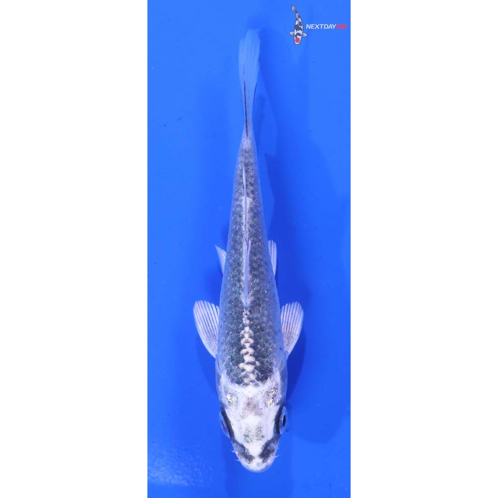 4” Imported Gin Matsuba