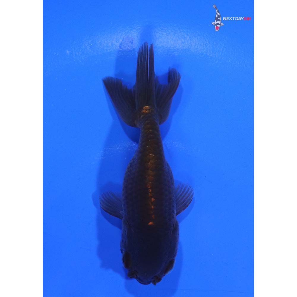 3” Imported Black Ranchu | Next Day Koi