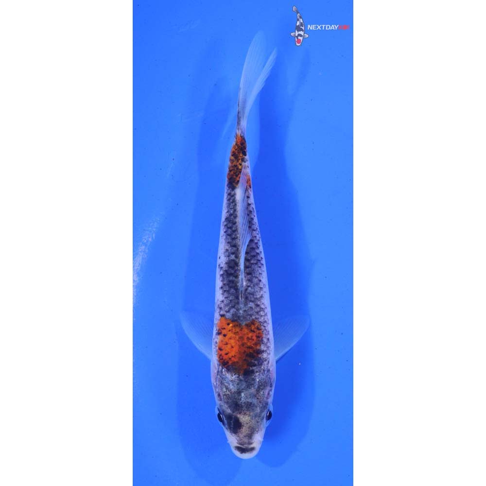 5” Imported Goshiki