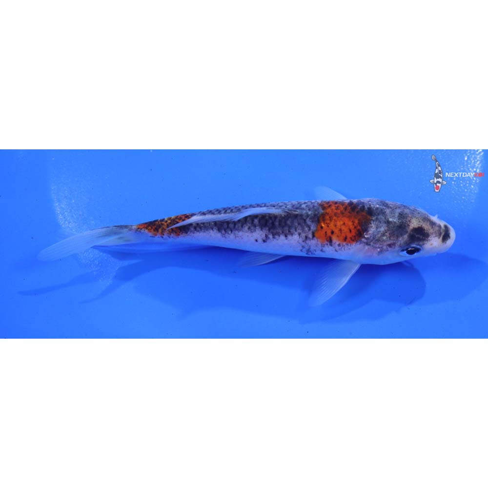 5” Imported Goshiki
