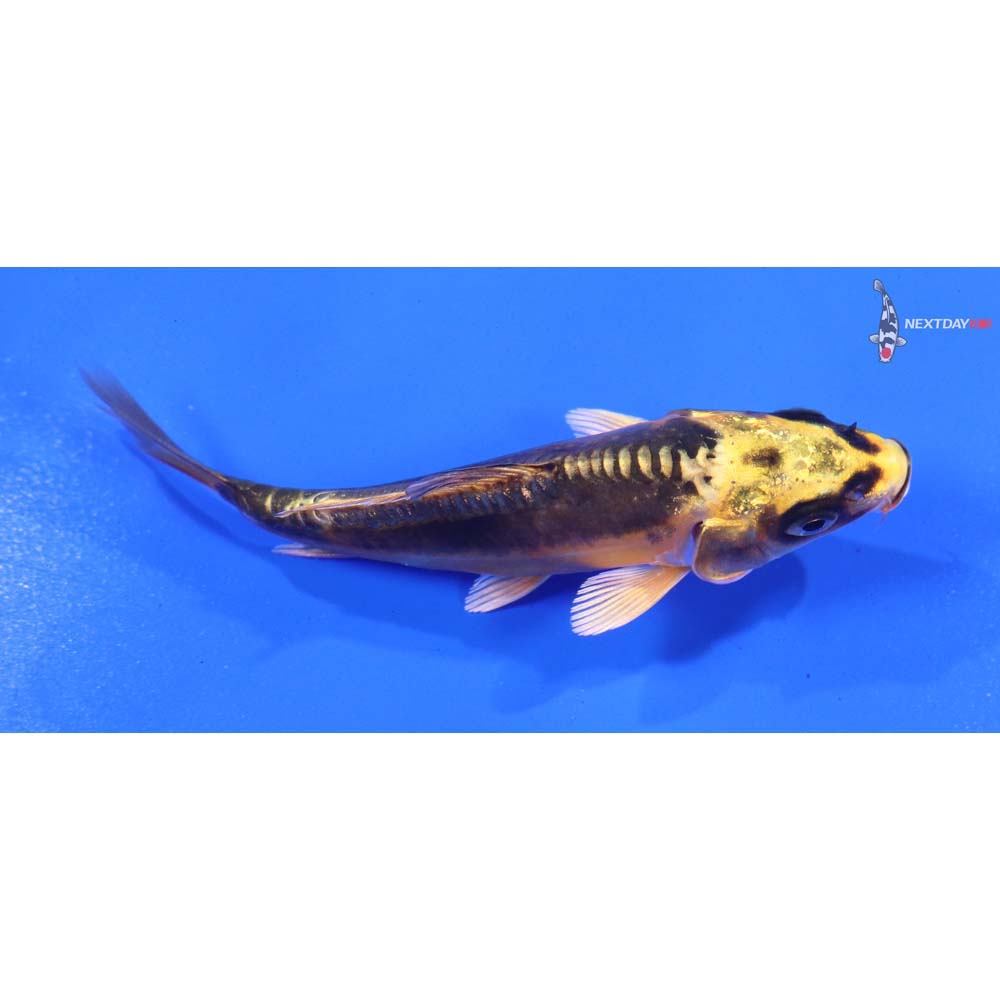 3.5” Imported Kin Kikokuryu