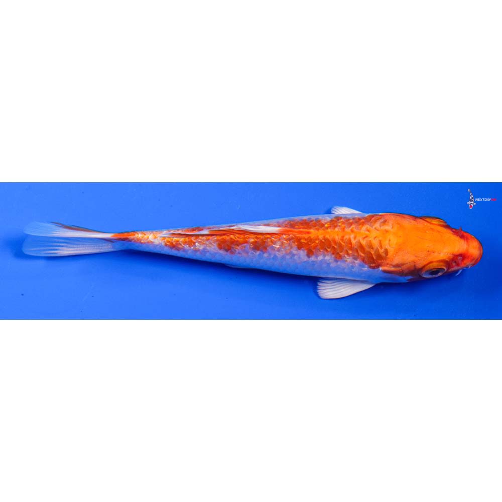 5” Imported Hariwake