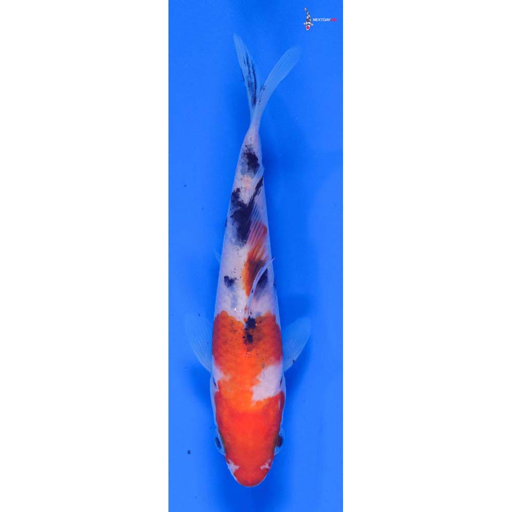 4.5” Imported Sanke