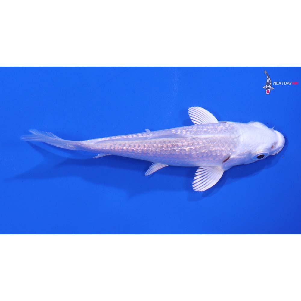 3.5” Imported Gin Rin Platinum Ogon