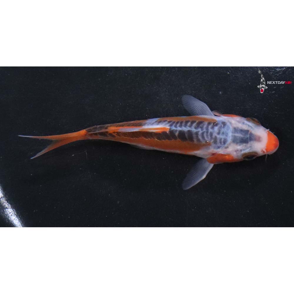 3.5” Imported Shusui