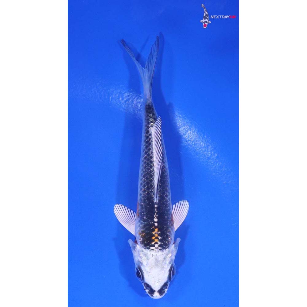 3.5” Imported Kujaku