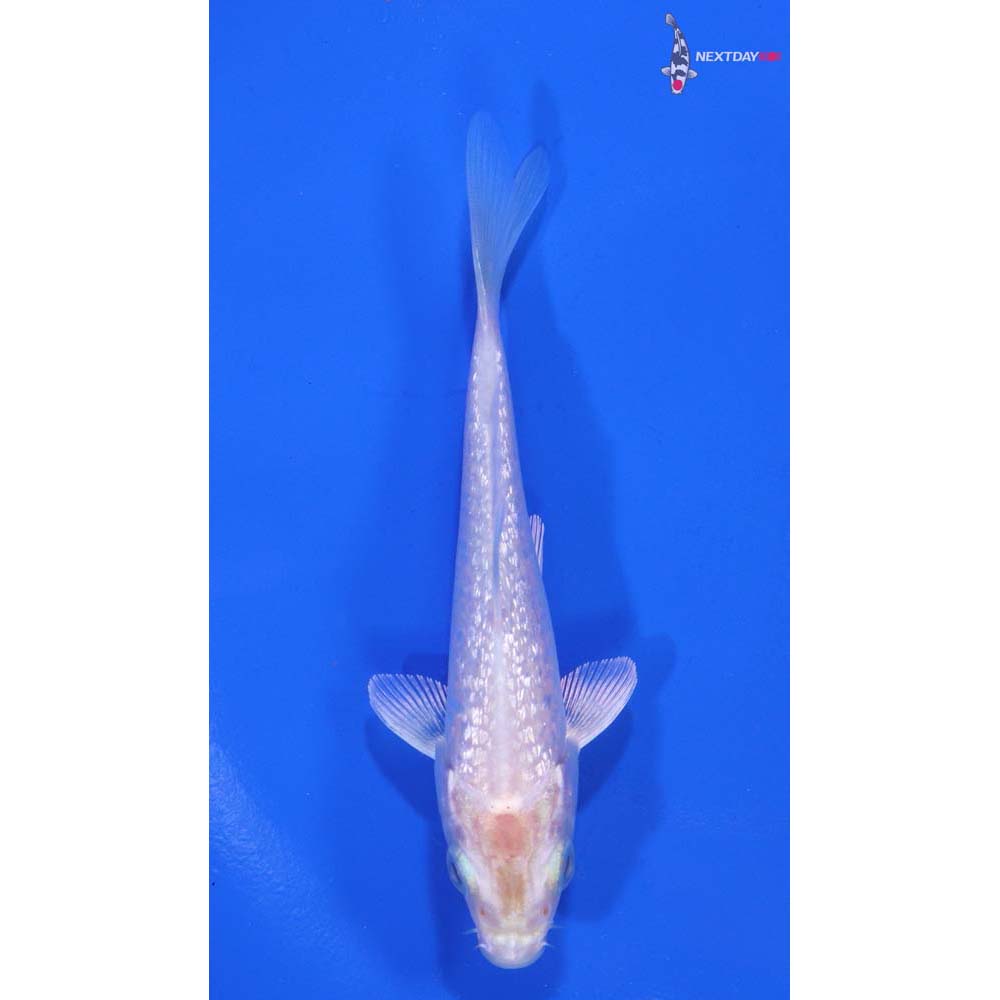 4” Imported Gin Rin Platinum Ogon