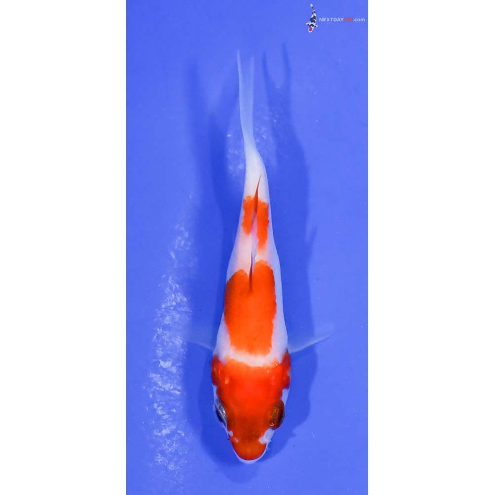 2.5” Imported Kohaku