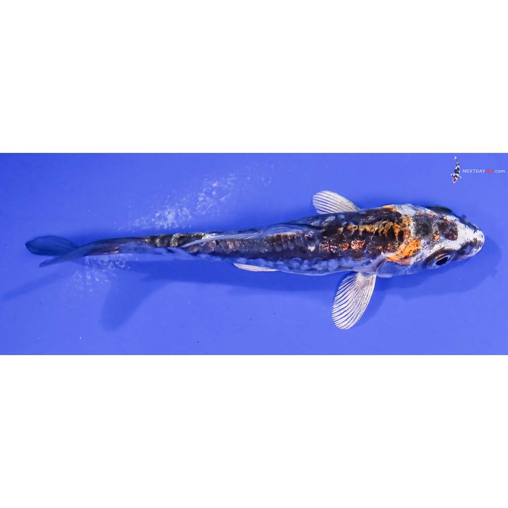 3.5” Imported Gin Rin Kin Kikokuryu