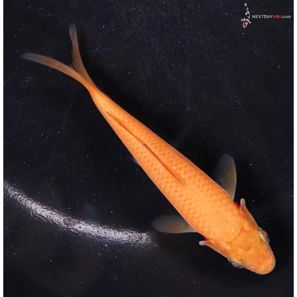 4” Imported Chagoi