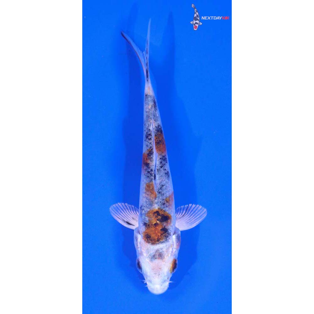 3.5” Imported Yamato Nishiki
