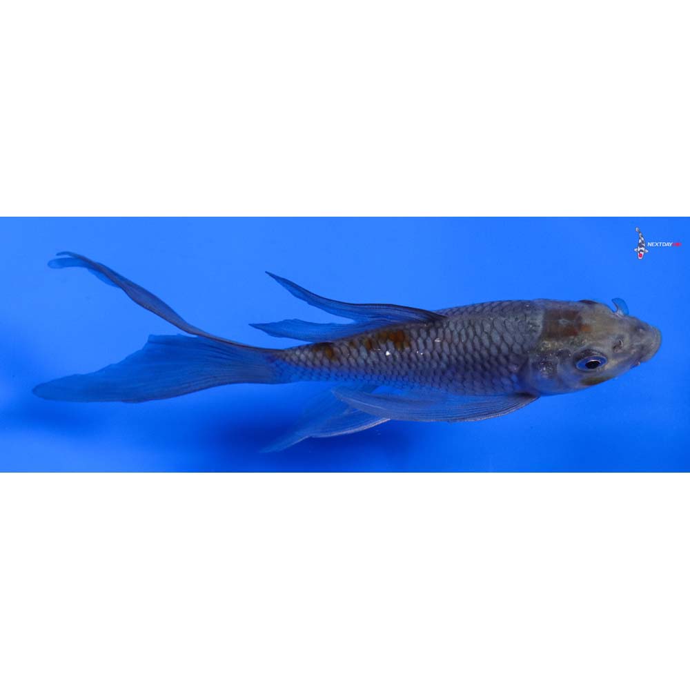 6” Imported Ochiba Shigure Butterfly Koi