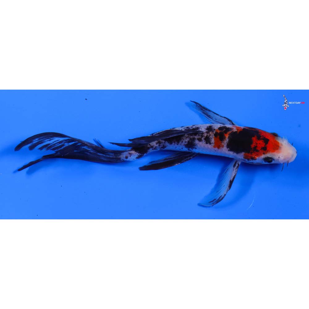 6” Imported Sanke Butterfly Koi