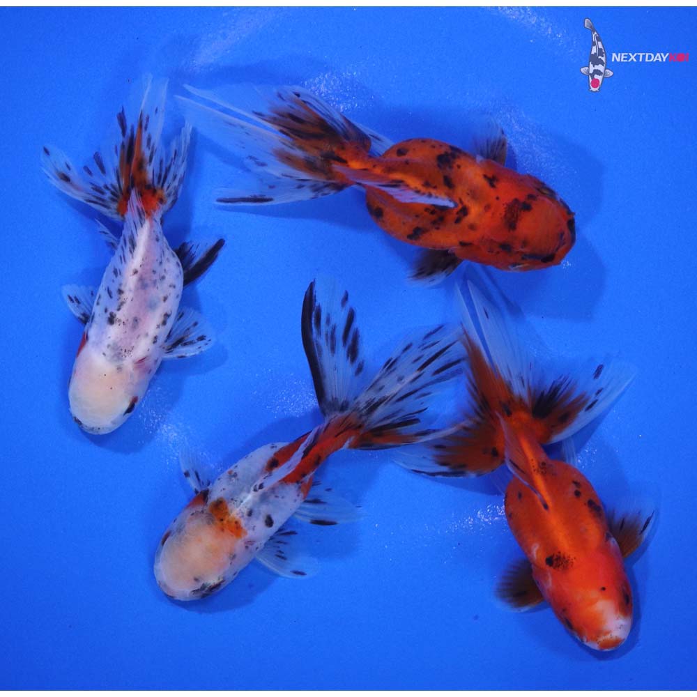 Lot of (4) 3-3.5” Imported Calico Fantail