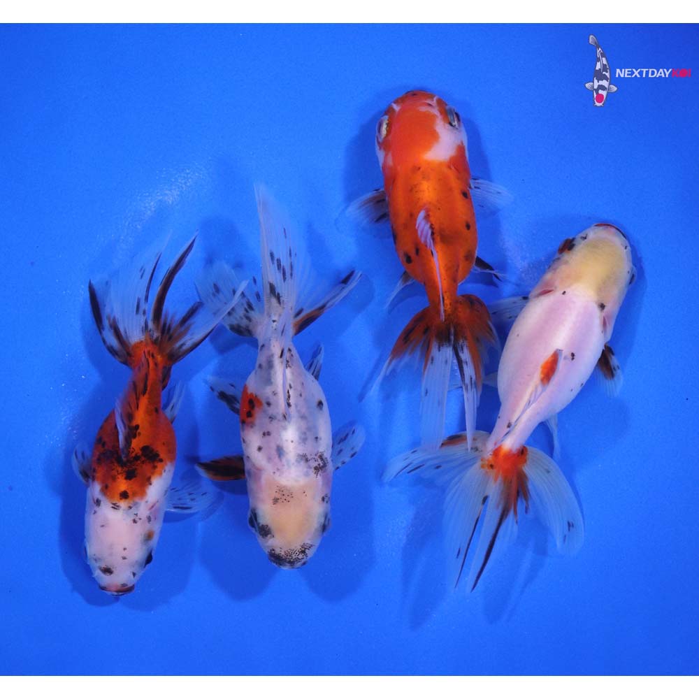 Lot of (4) 3-3.5” Imported Calico Fantail