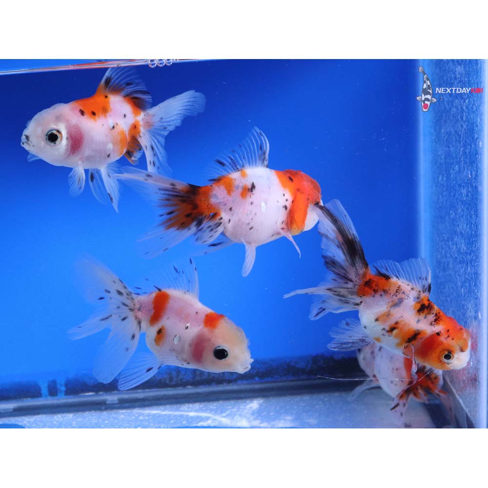 Lot of (5) 3-3.5” Imported Calico Fantail