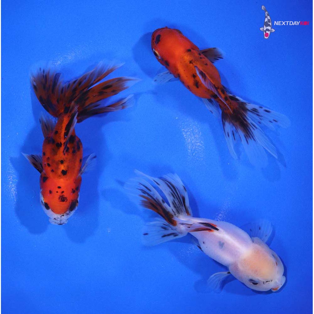 Lot of (3) 3-3.5” Imported Calico Fantail