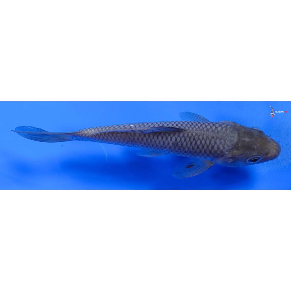 5” Imported Soragoi
