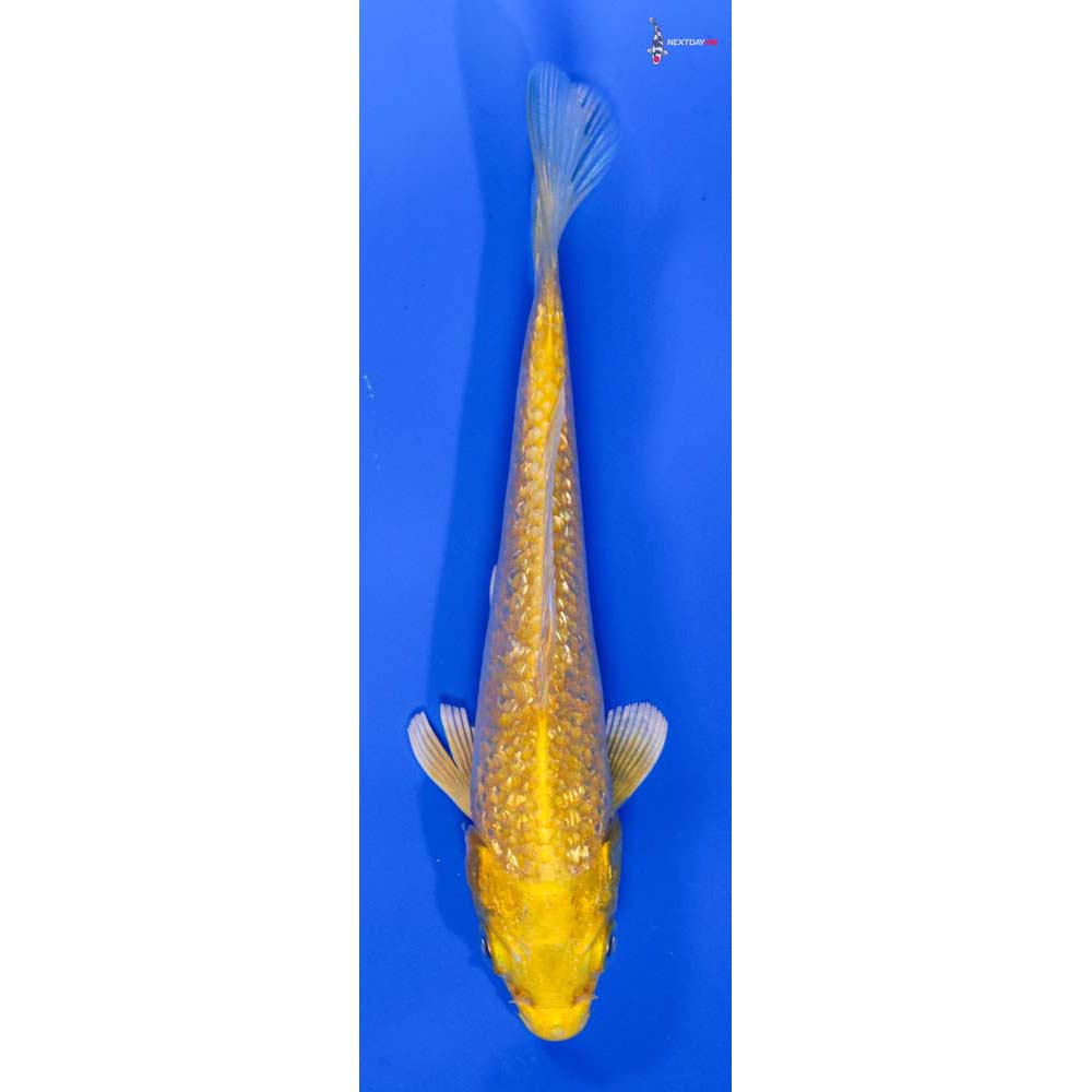 5” Imported Gin Rin Yamabuki Ogon