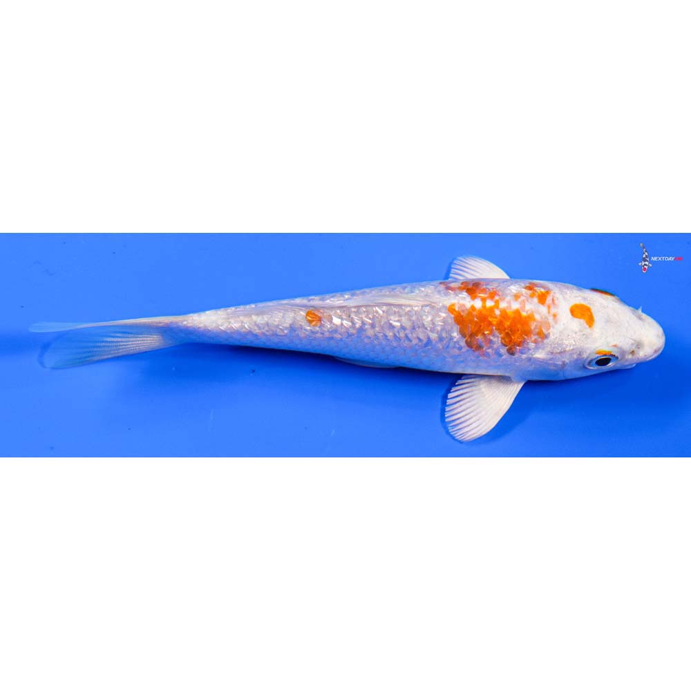 5” Imported Gin Rin Hariwake