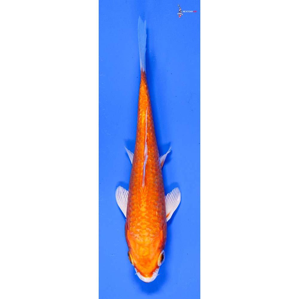 5” Imported Hariwake