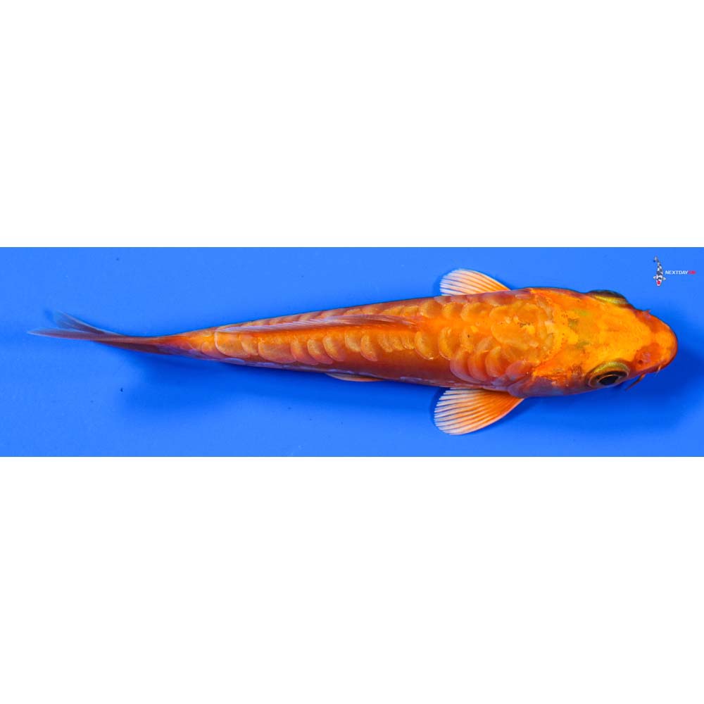 4.5” Imported Doitsu Orenji Ogon