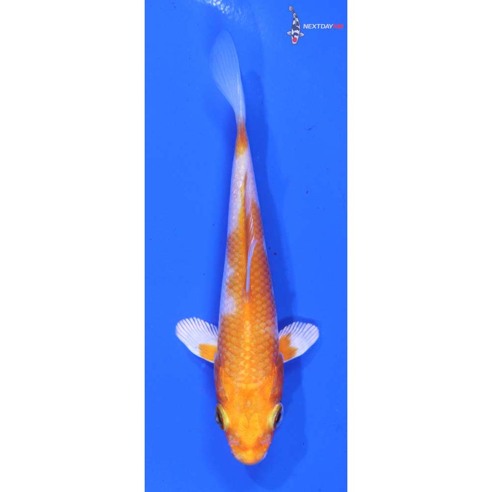 4” Imported Hariwake