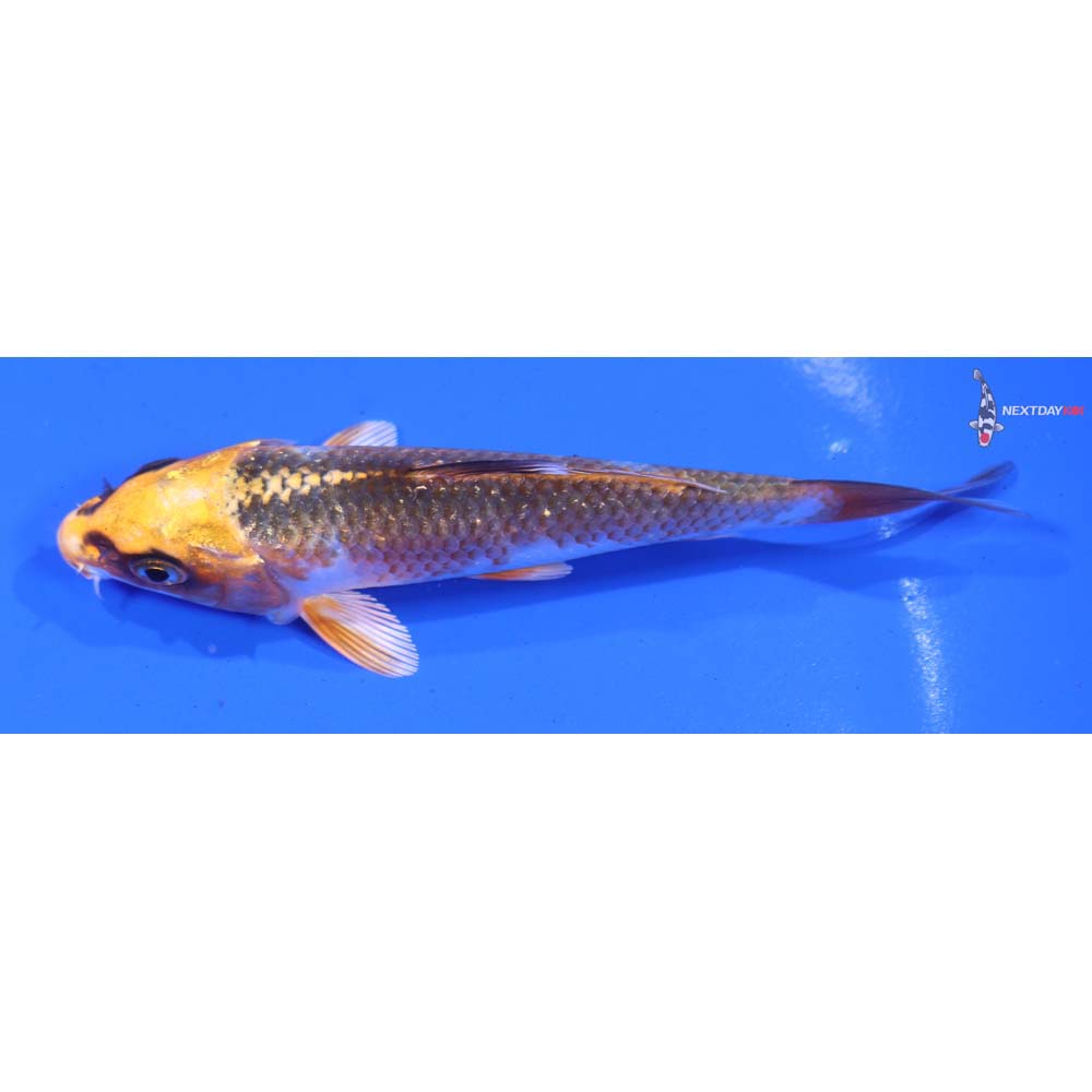 4.5” Imported Kujaku