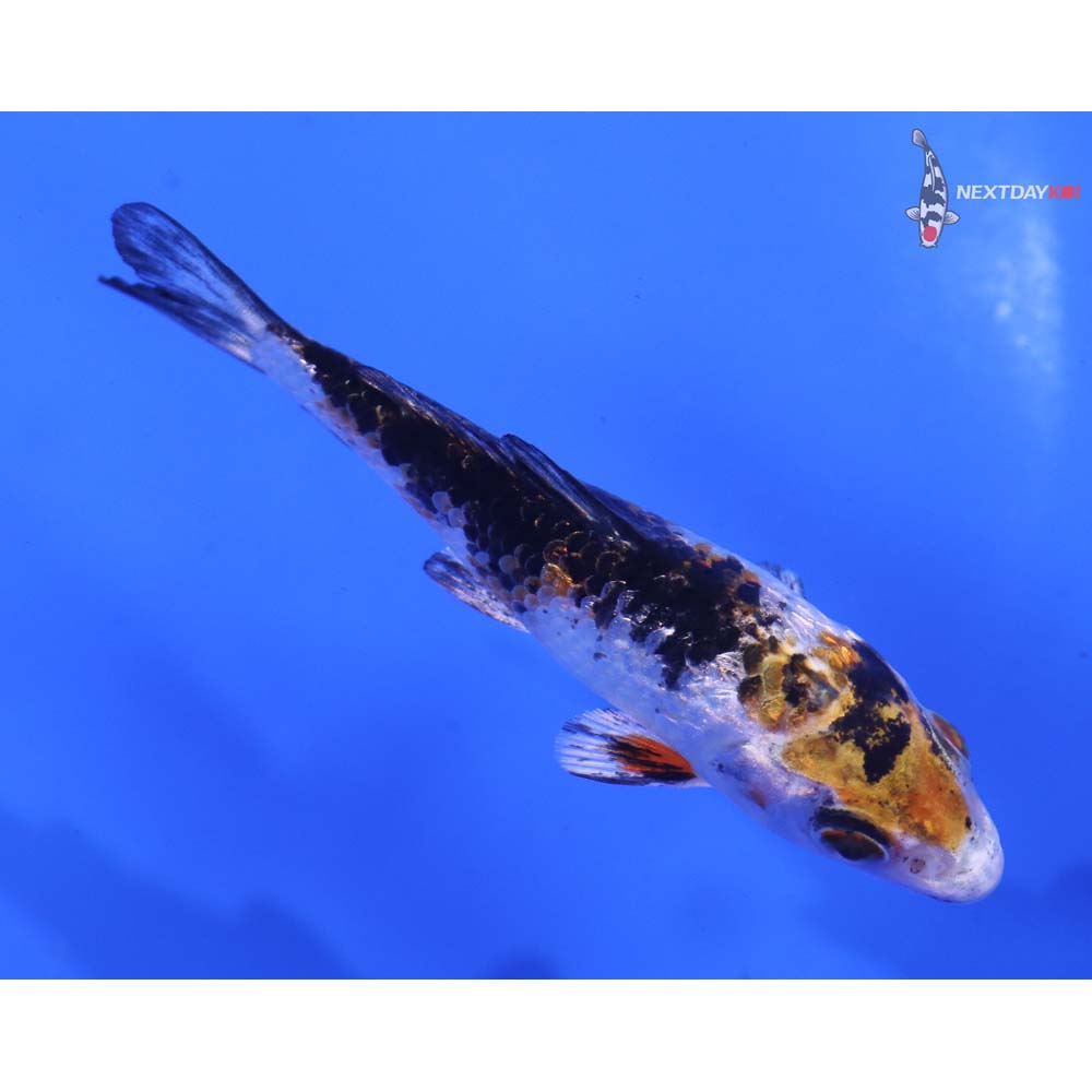3” Imported Yamato Nishiki