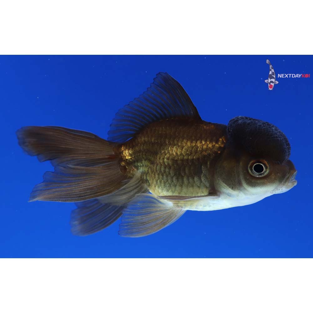 3” Imported Bronze Oranda
