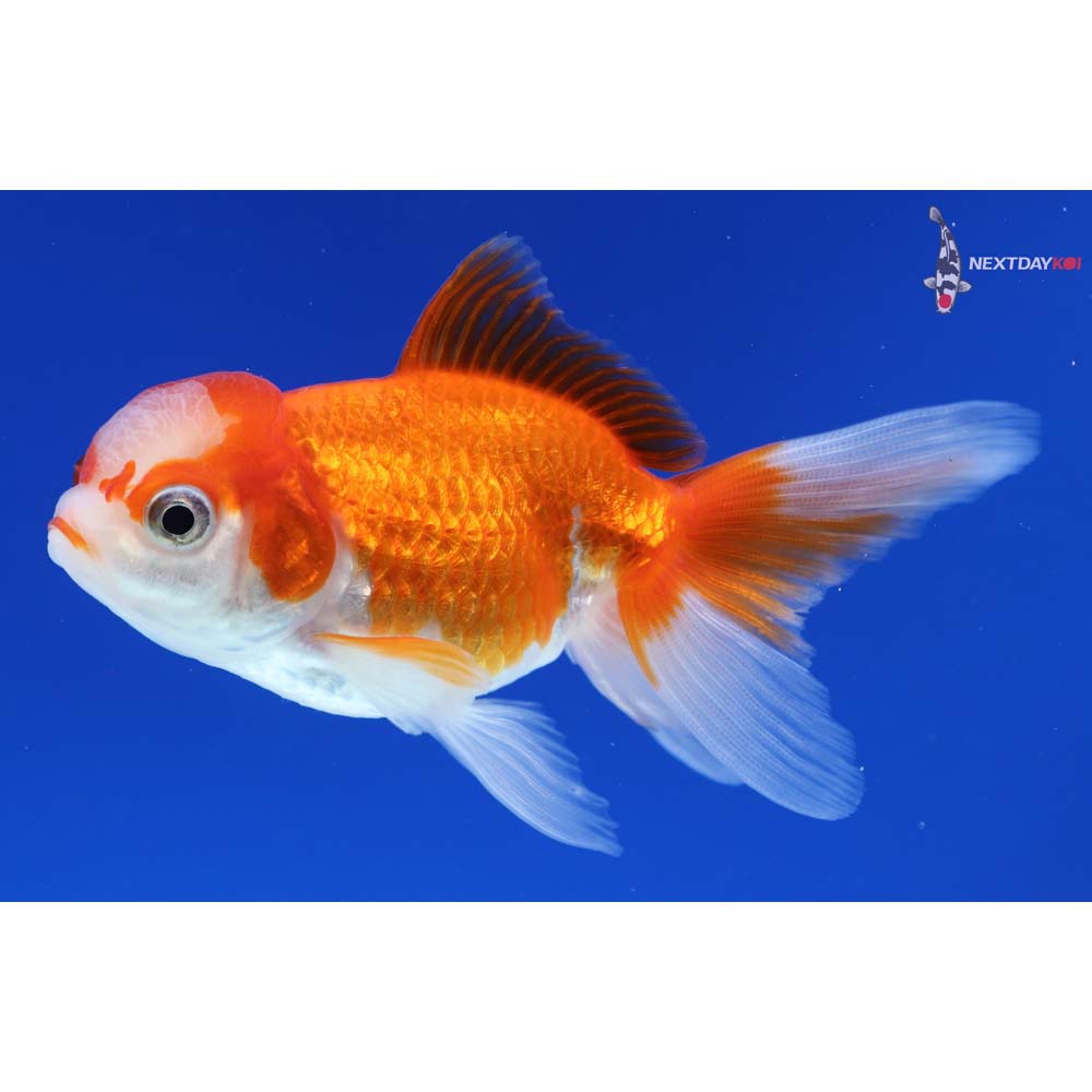 3.5” Imported Red and White Oranda