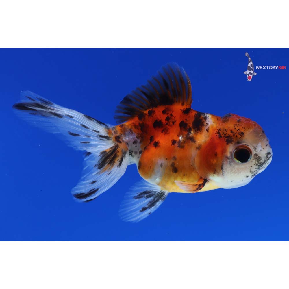 3” Imported Calico Oranda