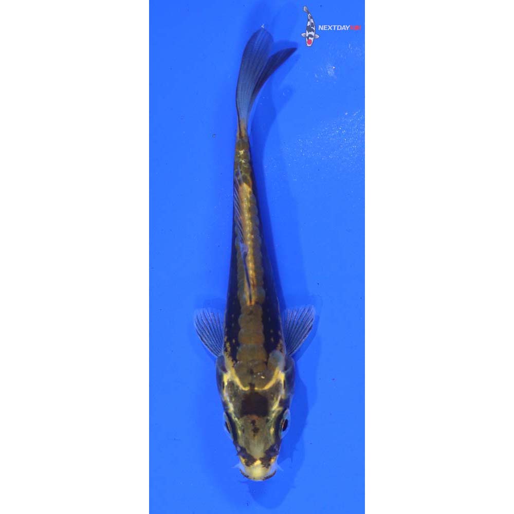3.5” Imported Kin Kikokuryu