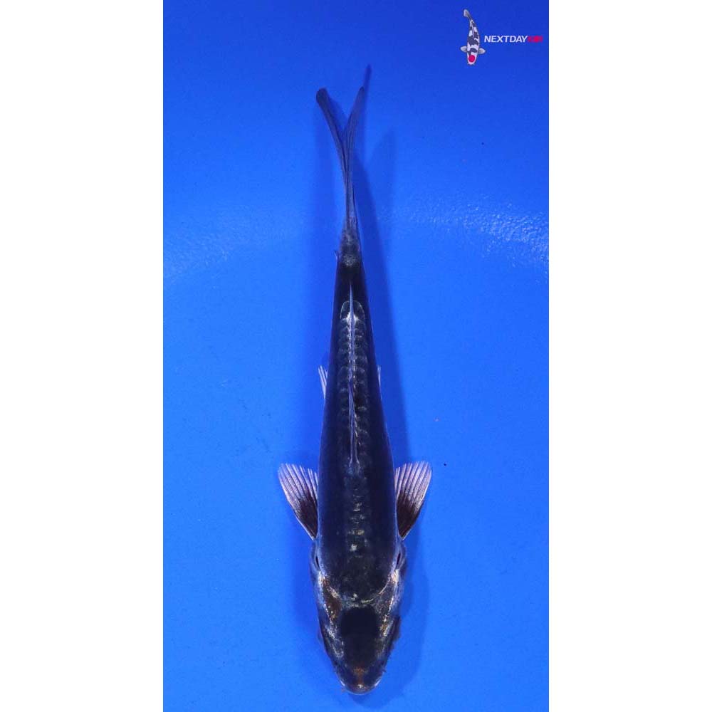 4” Imported Kin Kikokuryu