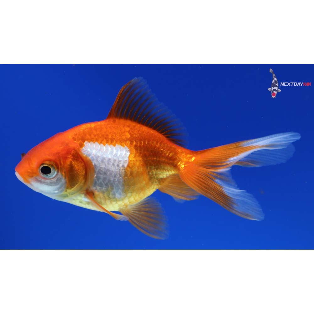 3.5” Imported Red and White Ryukin