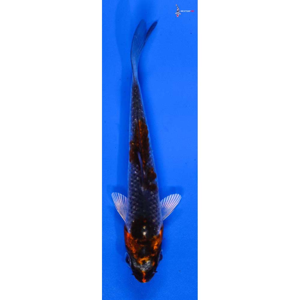 3.5” Imported Kujaku