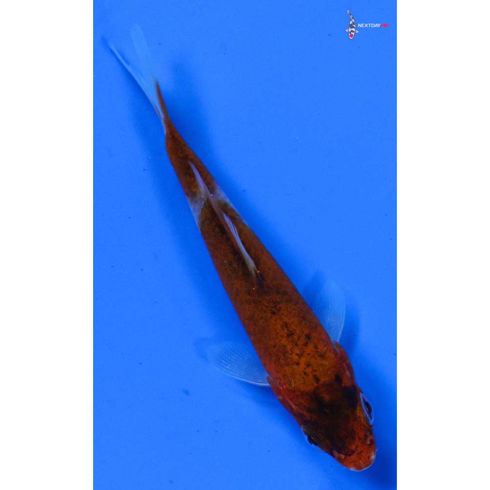 3.5” Imported Goromo